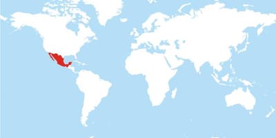 Peta Mexico global